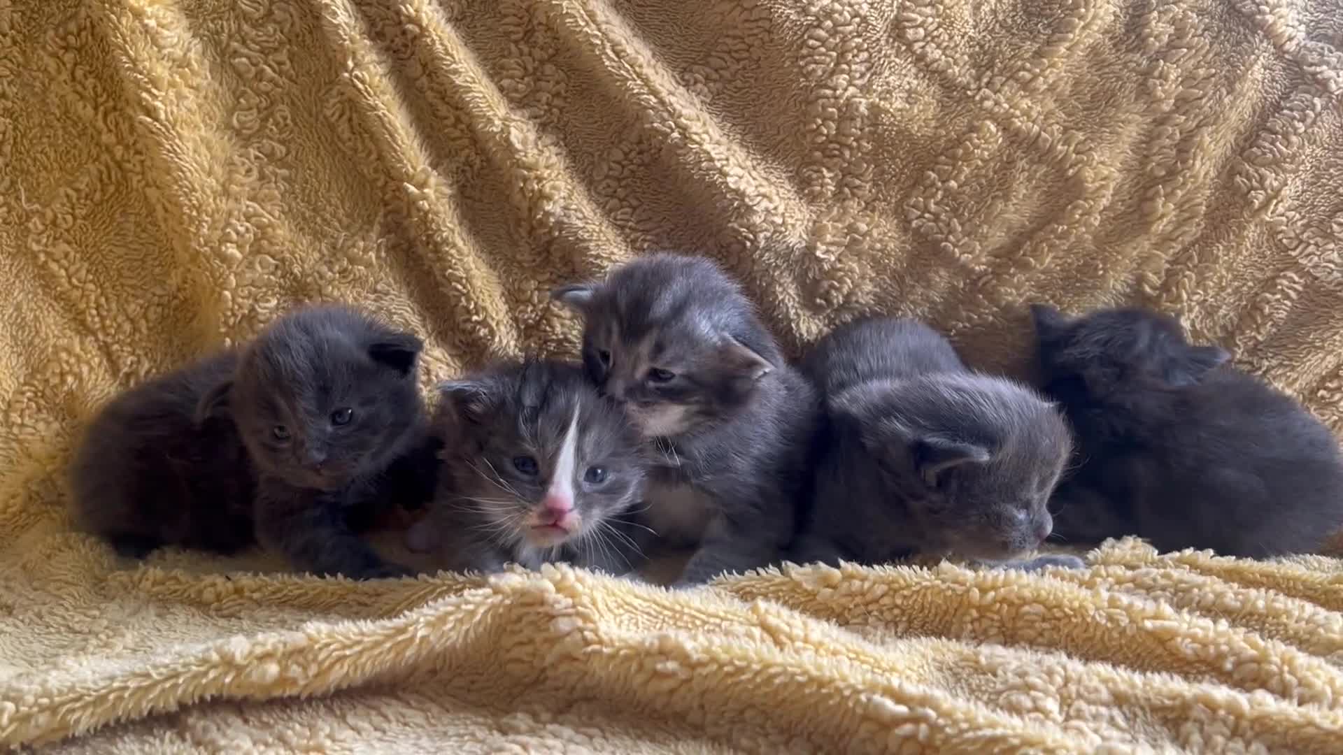Maine Coon cats for sale: Chunky and fluffy Mainecoon kittens - Video 1