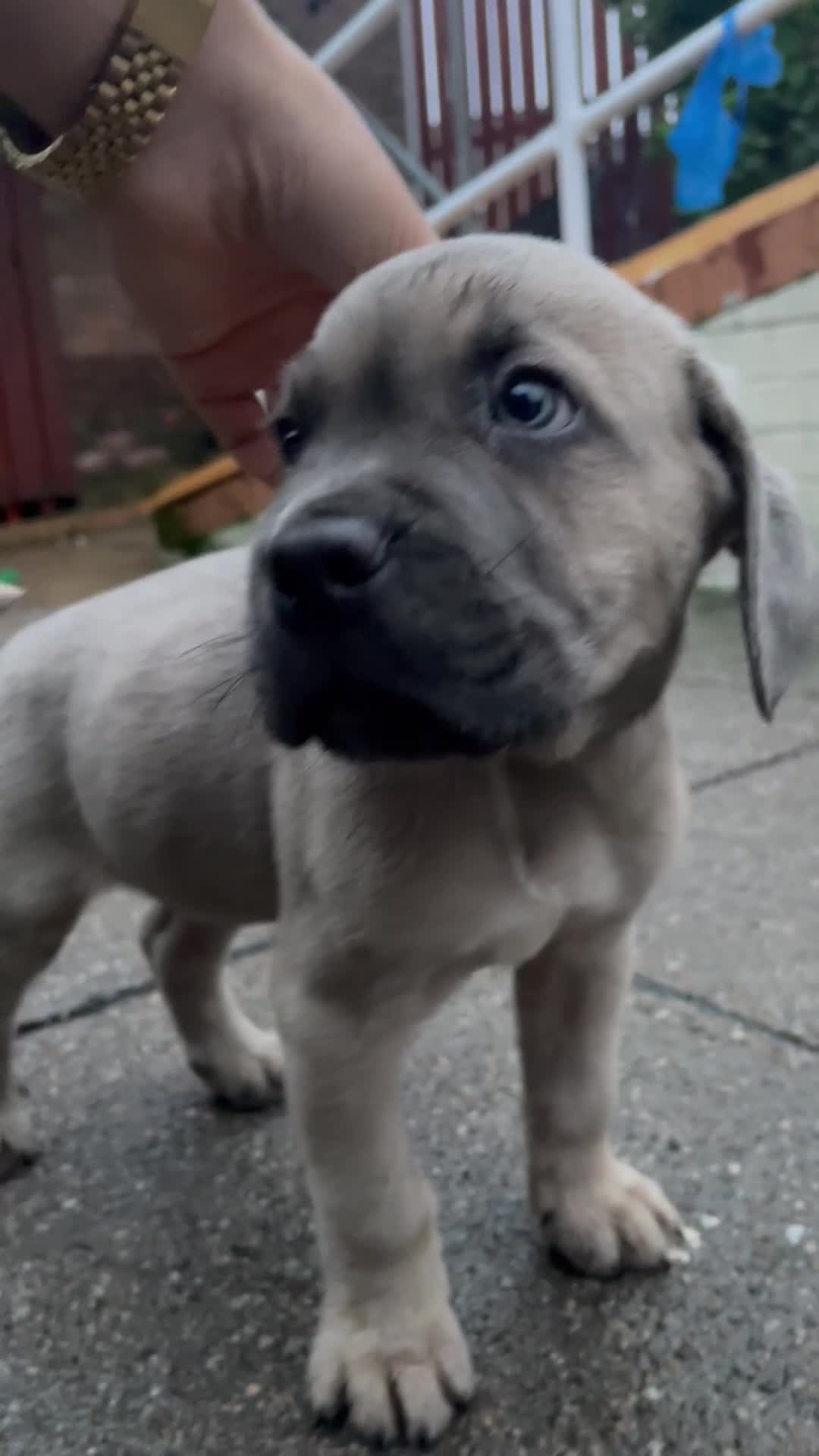 Cane Corso dogs for sale: cane corso pups - Video 2