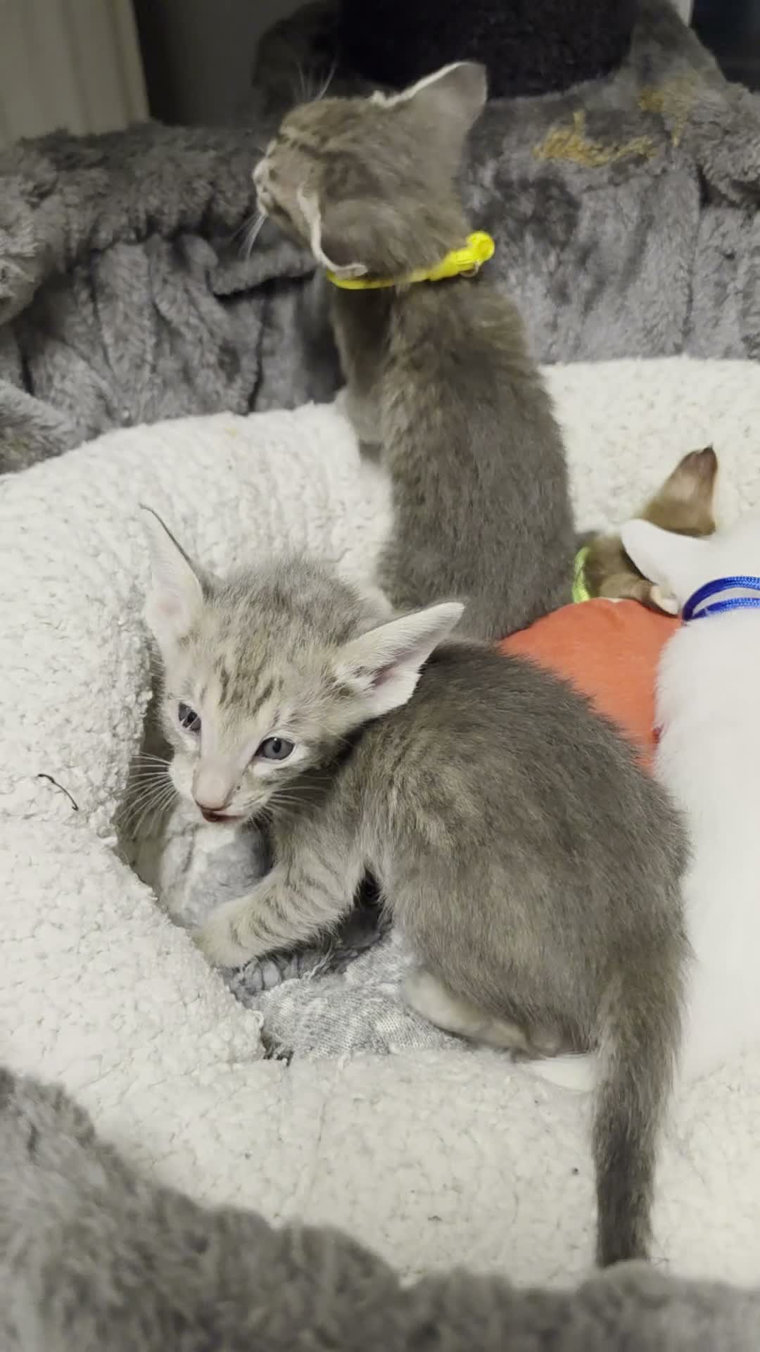 Oriental cats for sale: Gorgeous Oriental kittens! - Video 1