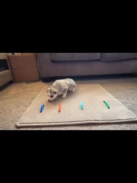 Siberian Husky dogs for sale: Full Pedigree Siberian Husky/Huskies puppies  in Blackpool - Video 1