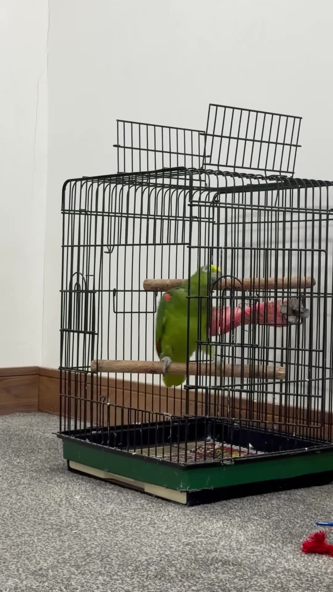 Parrots birds for sale: Panama Amazon - Video 2