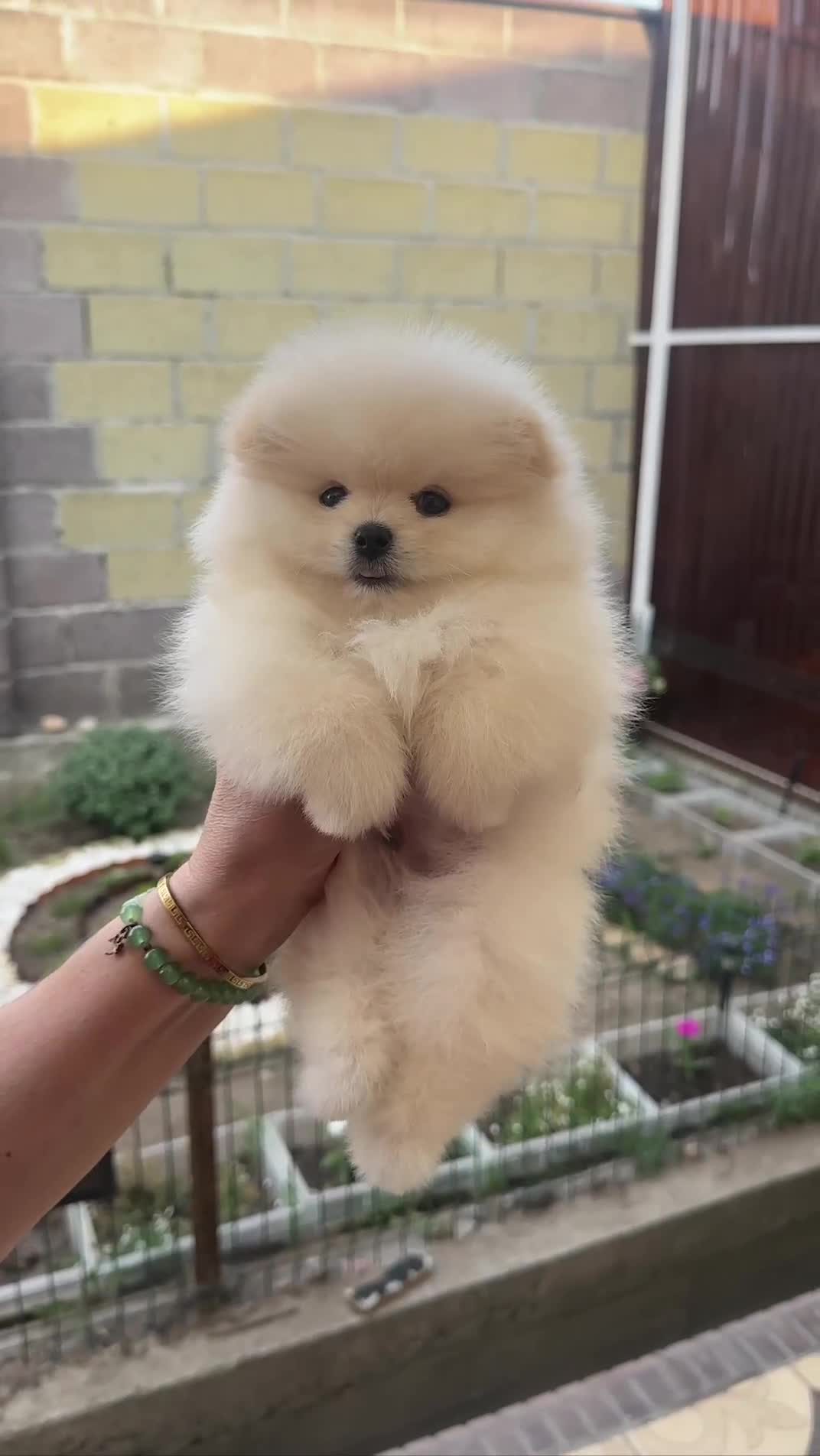 Pomeranian dogs for sale: Pomeranian male and female color light cream - Video 1