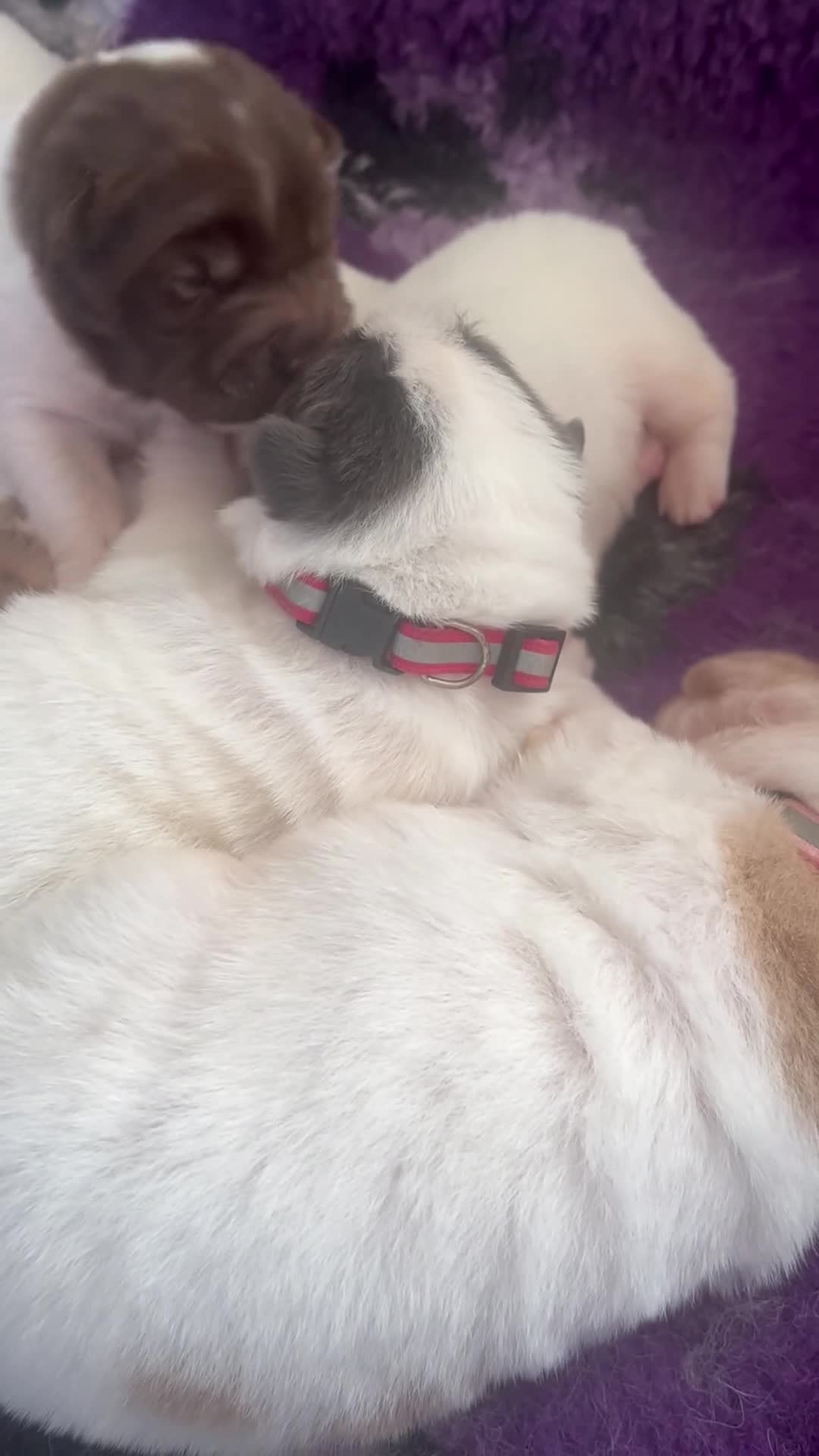 Shar Pei dogs for sale: Beautiful flower bears kc  - Video 1