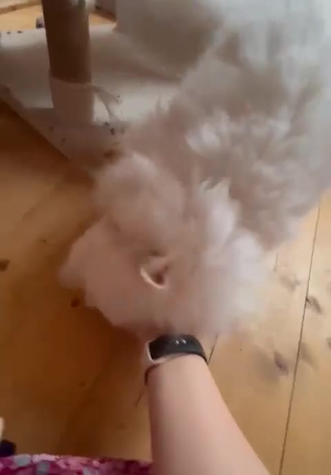 British Longhair cats for sale: British Long Hair Male - Video 1