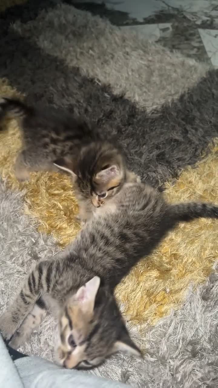 Domestic Shorthair cats for sale: Adorable tabby/bengal kittens to a good home - Video 3