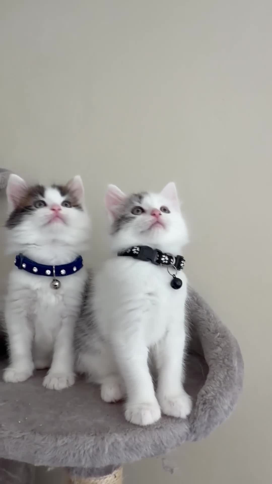Mixed Breed cats for sale: Ragdoll X Turkish angora kittens for SALE !!! - Video 2