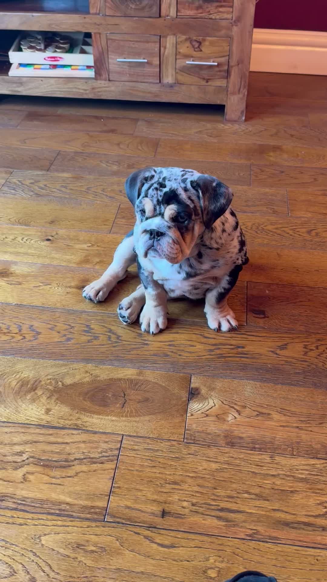 English Bulldog dogs for sale: KC reg black Merle bitch 💖 in Southport - Video 1