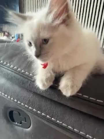 Ragdoll cats for sale: 4 Handsome boy Pure Ragdolls - Video 3