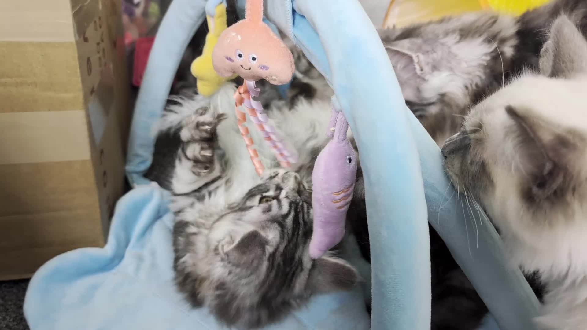 Maine Coon cats for sale: Large kittens growing nicely  - Video 1