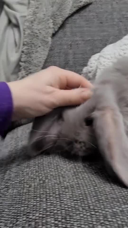 French Lop rabbits for sale: Pure Bred French Lop babies - Video 2