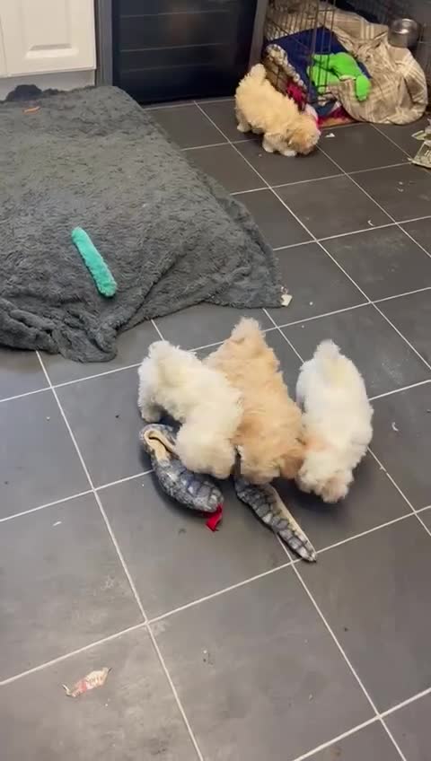 Maltipoo dogs for sale: RESERVED  Absolutely Stunning  Maltipoo GIRL - Video 2