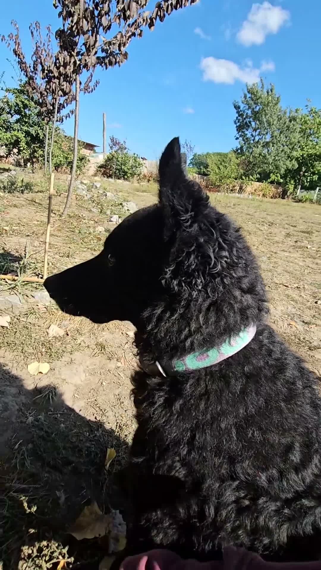 Hungarian Puli dogs for adoption: George – Affectionate 5-Year-Old Boy  - Video 1