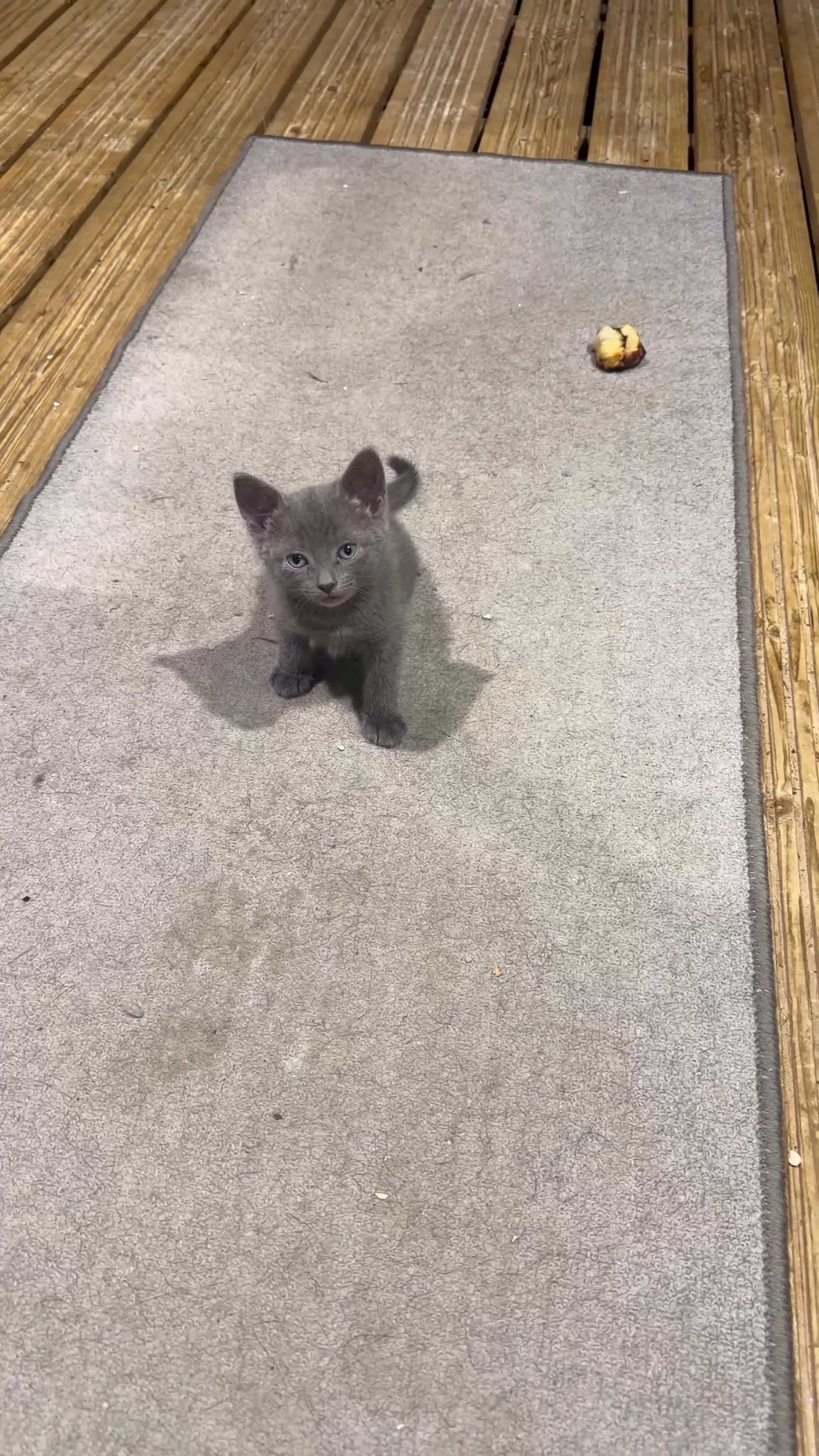 American Shorthair cats for sale: Cute black and grey kittens  in Northampton - Video 1