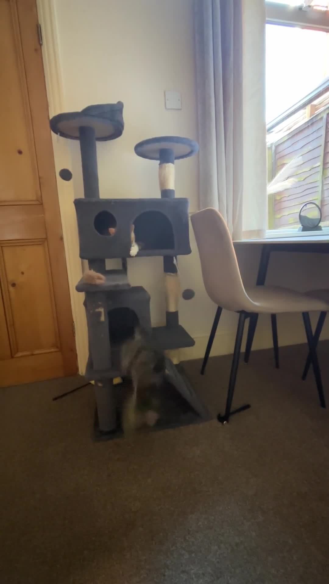 Mixed Breed cats for sale: 2 adorable kittens - Video 1