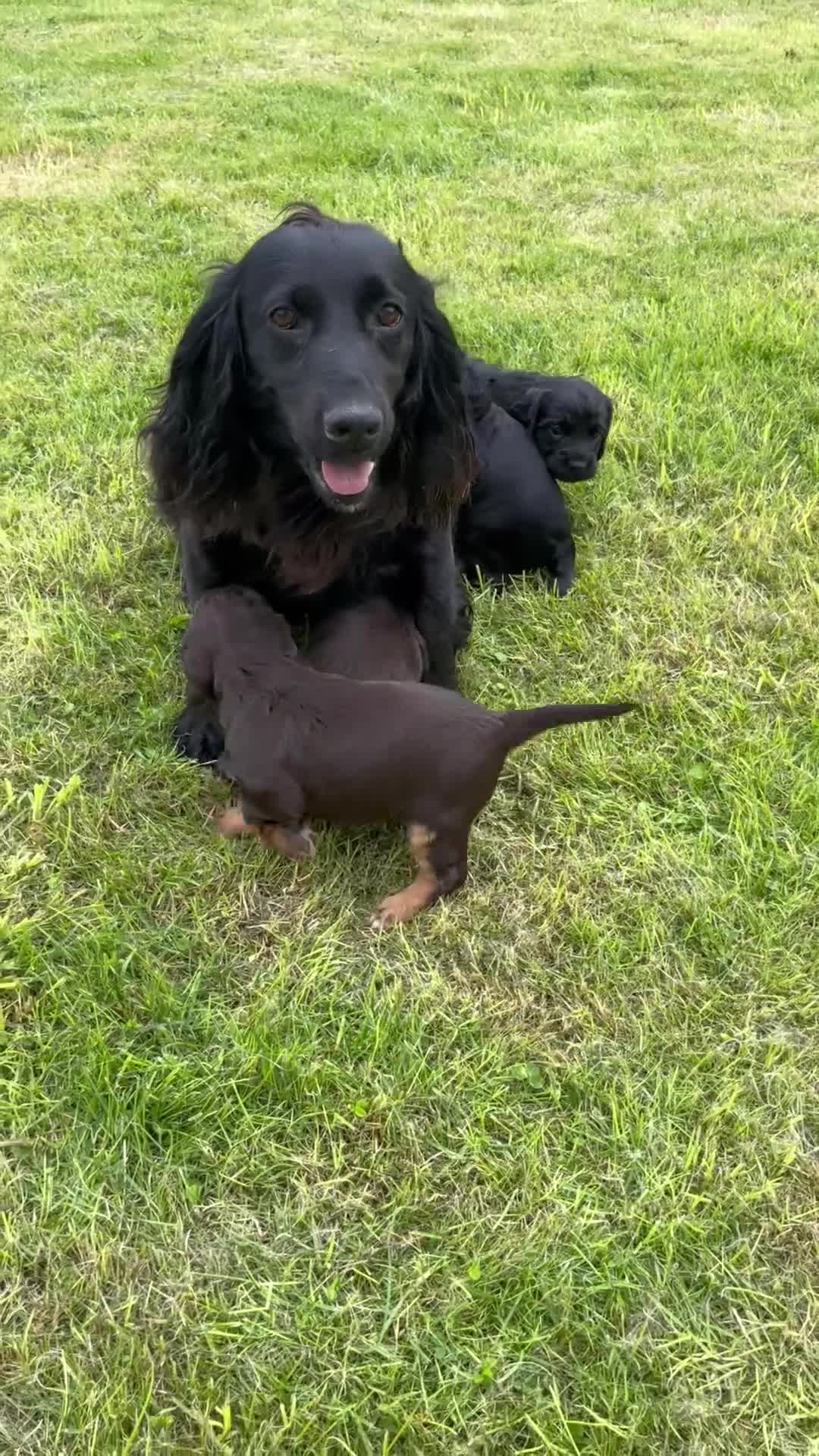 Cocker Spaniel dogs for sale: Working cocker spaniel puppies - Video 1