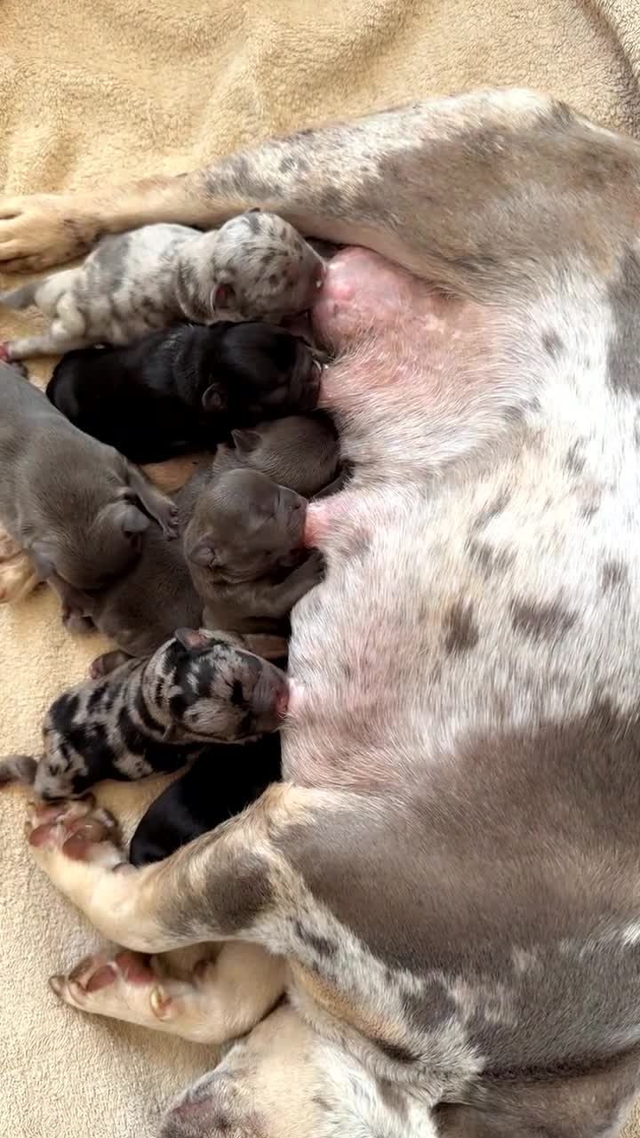 French Bulldog dogs for sale: 2 puppies remaining - French Bulldog puppies  - Video 1