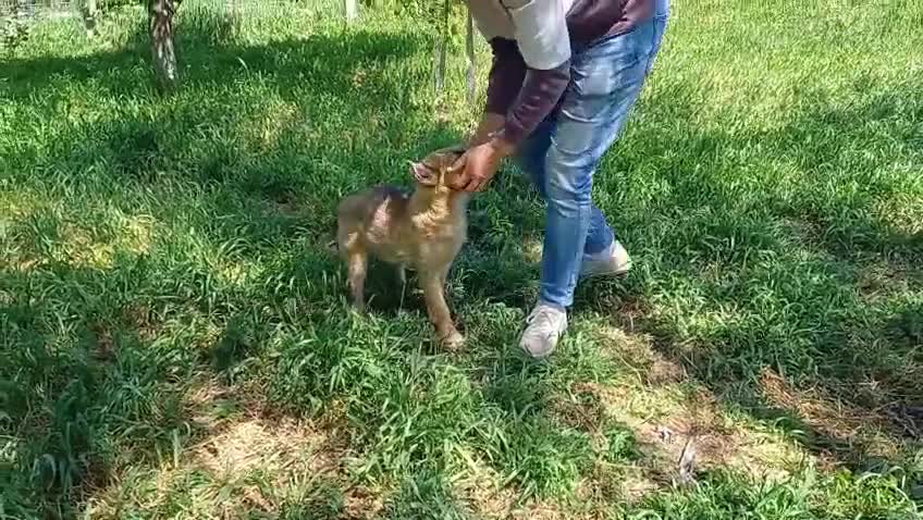 Mixed Breed dogs for adoption: TINA, a Lovely Puppy Girl - for a Loving Home - Video 1