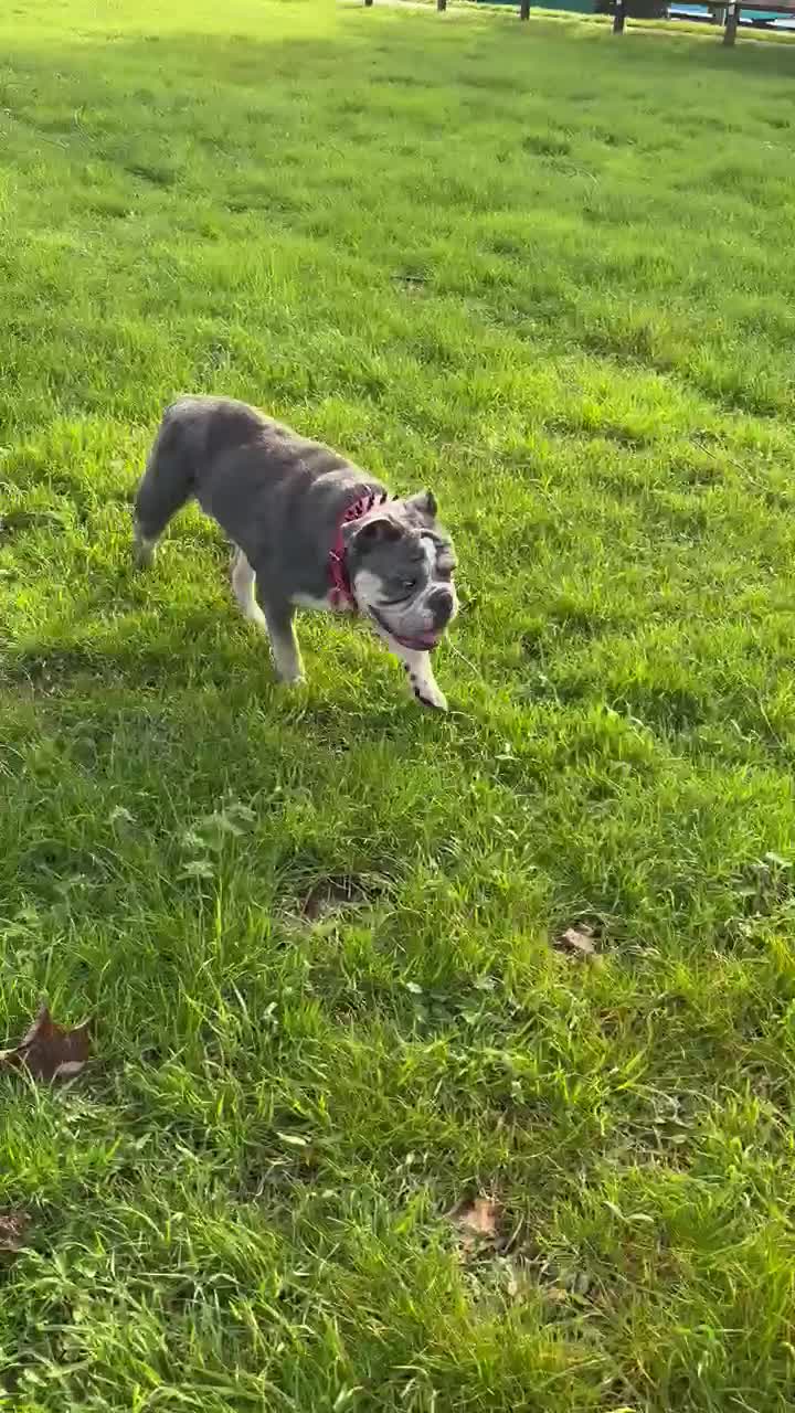 English Bulldog dogs for sale: Misty  in Chatham - Video 1