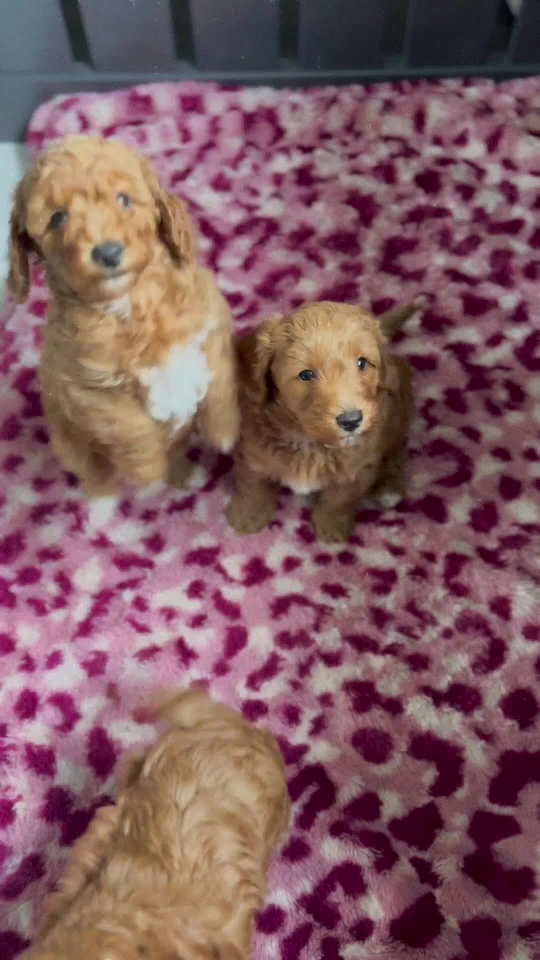 Cockapoo dogs for sale: F1 Cockapoo Puppies - Video 1