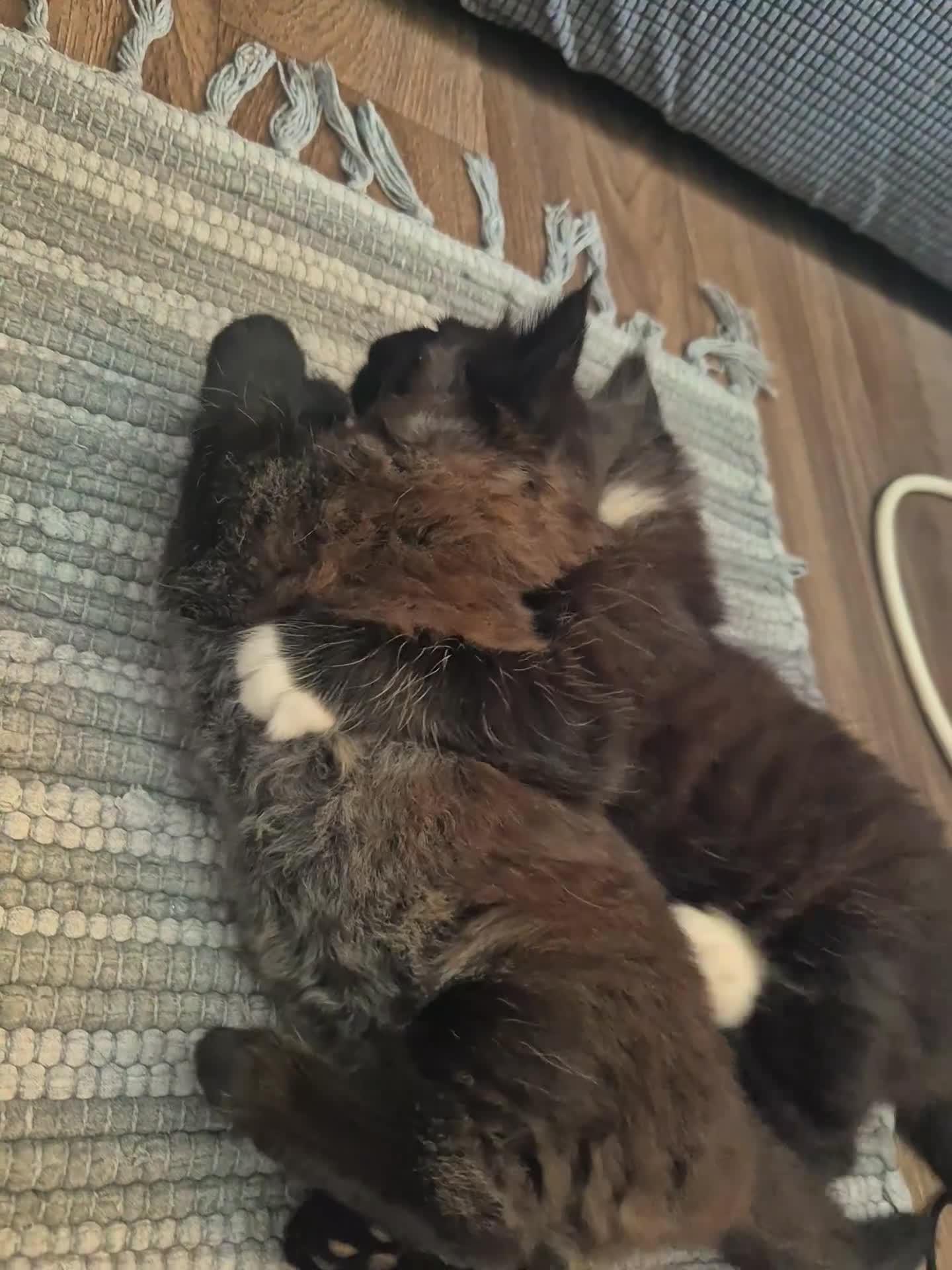 Mixed Breed cats for sale: 2 male tabby kittens - Video 1