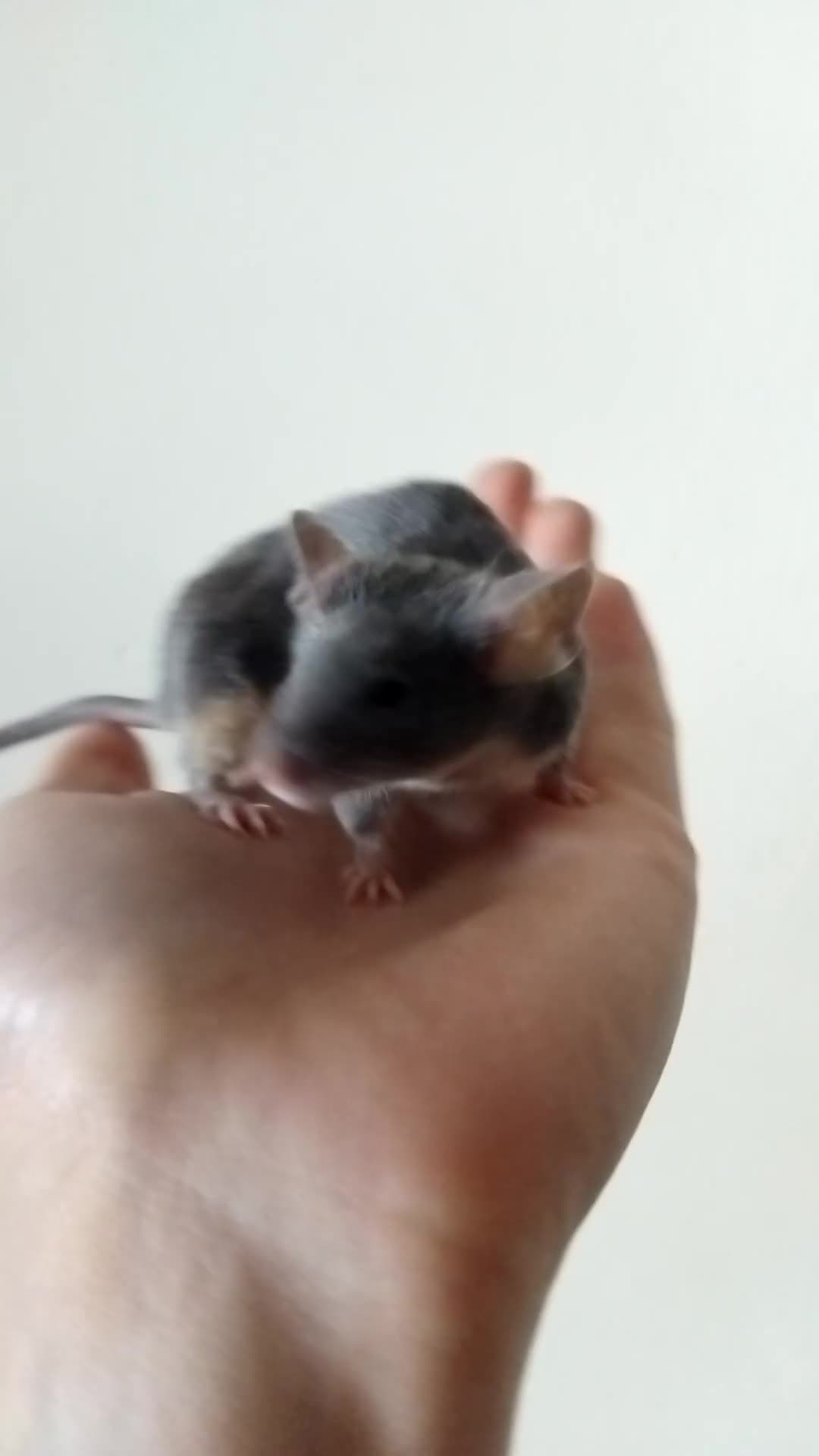 Mouse rodents for sale: 🐭 Female Mice Available for Adoption 🐭 - Video 1