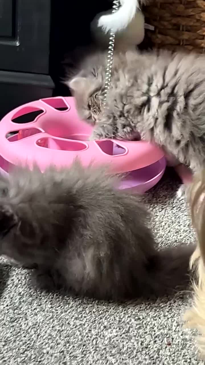 Persian cats for sale: Blue Persian  in Chesterfield - Video 2