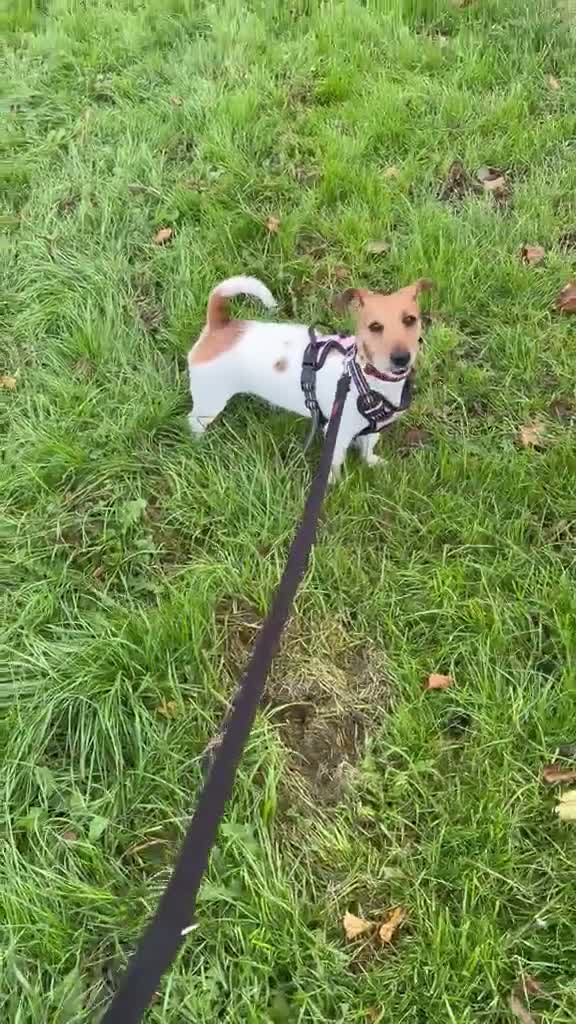 Mixed Breed dogs for adoption: ❤️🐶 MARLENE & 💙🐶 BOYCIE – TWO LITTLE SOULMATES in Lichfield - Video 1