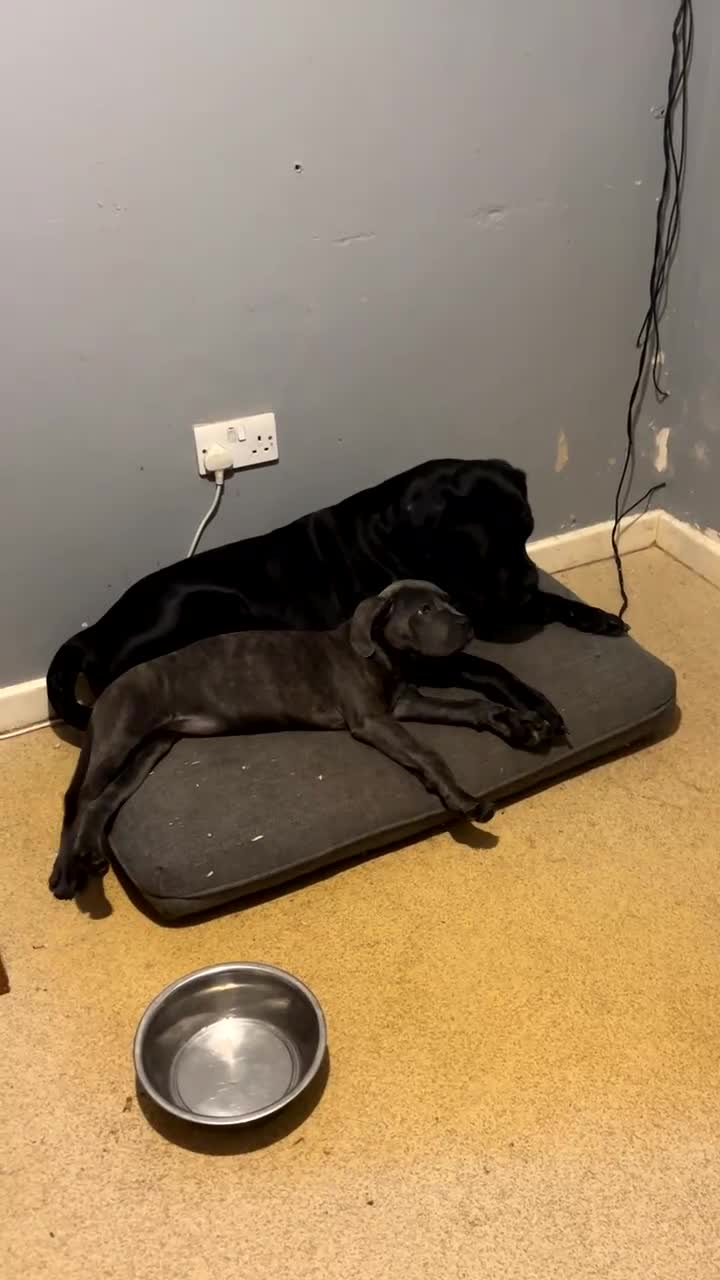 Cane Corso dogs for sale: 🤎Beautiful Cane Corso 🤎 - Video 1