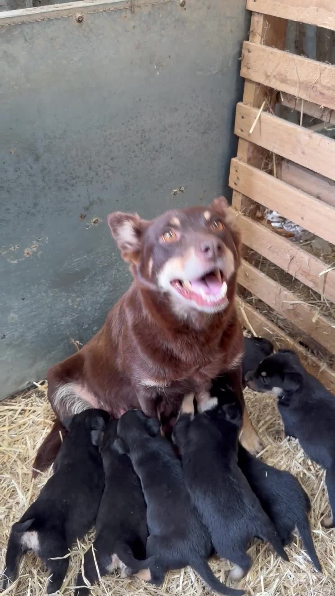 Australian Kelpie dogs for sale: Pure Bred Kelpie pups - Video 1
