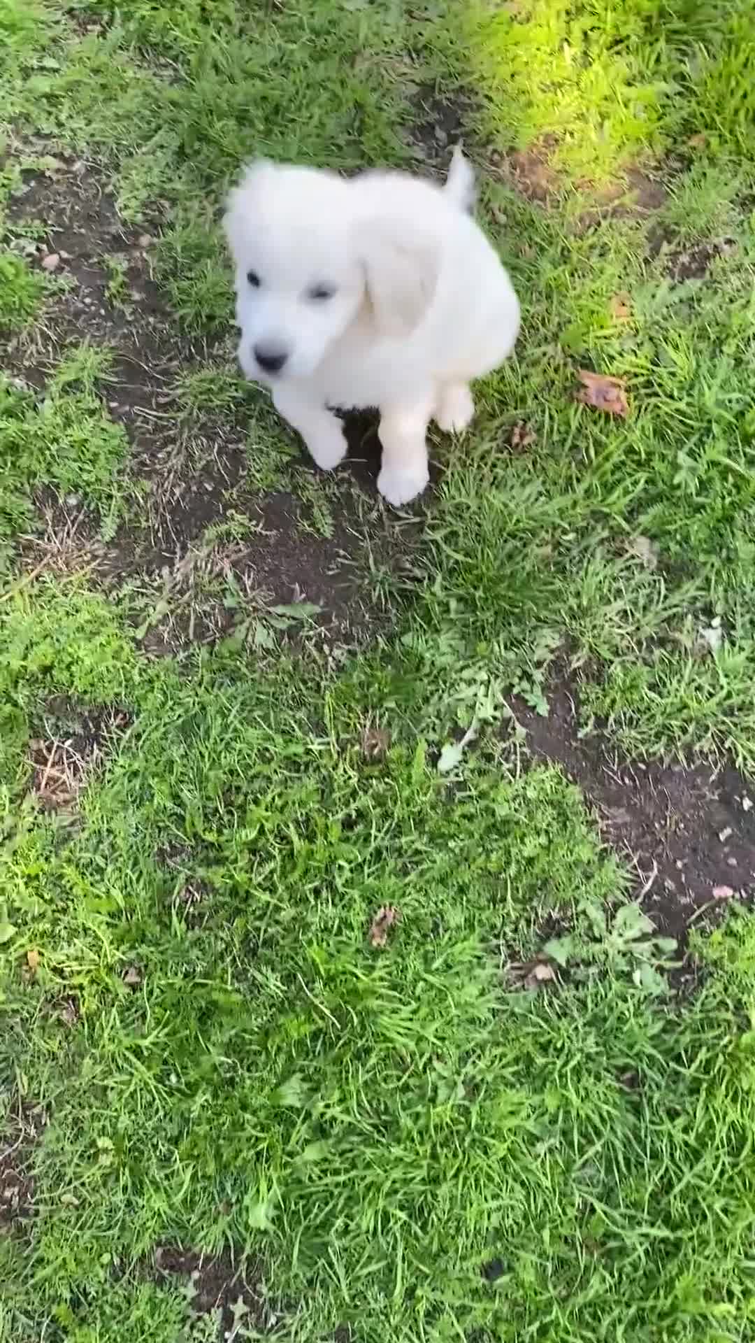 Golden Retriever dogs for sale: Beautiful Golden Retriever girl - Video 1