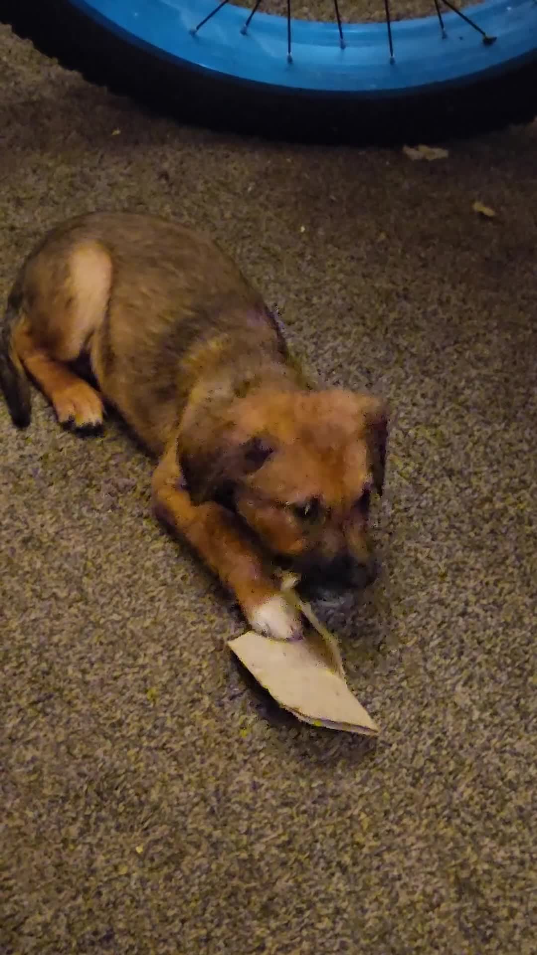 Mixed Breed dogs for sale: Gorgeous puppies  - Video 1