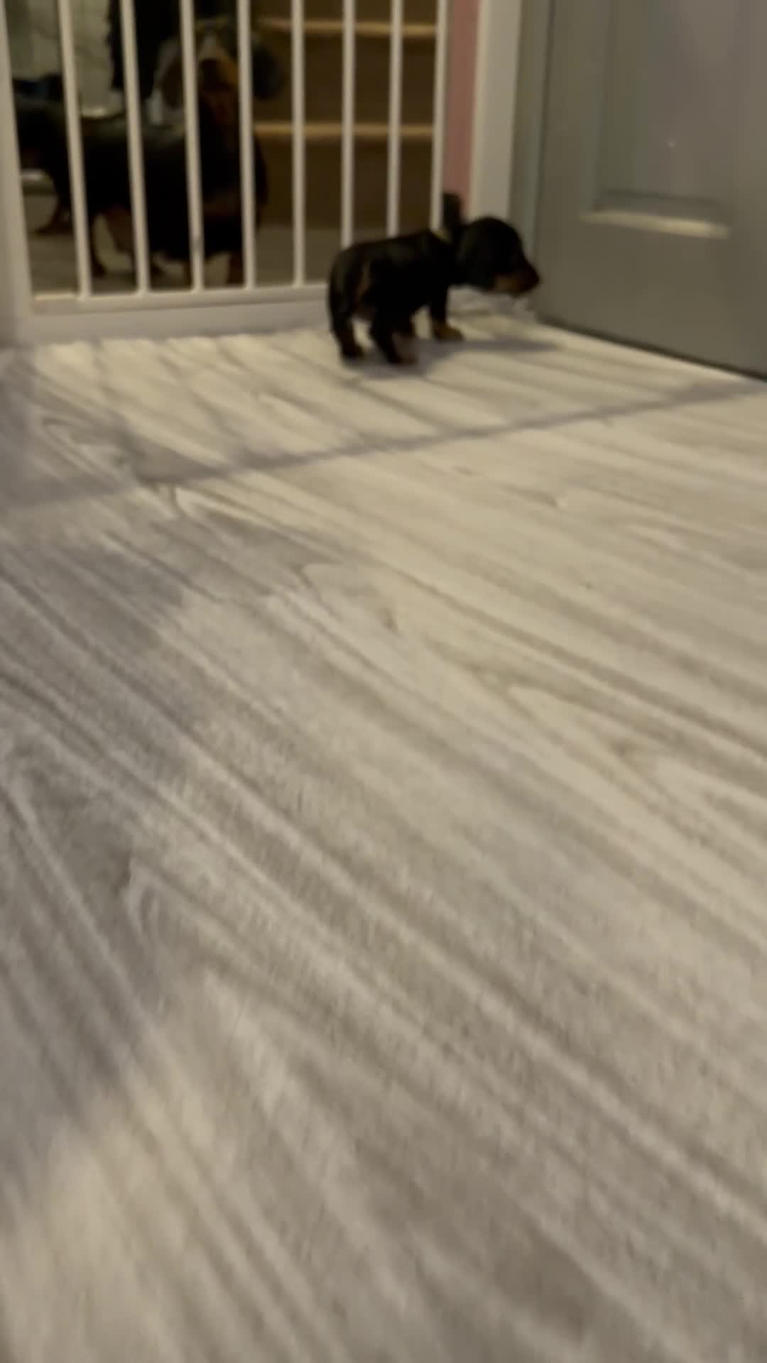 Dachshund dogs for sale: ONLY 1 DACHSHUND FEMALE LEFT DOLLY - Video 1