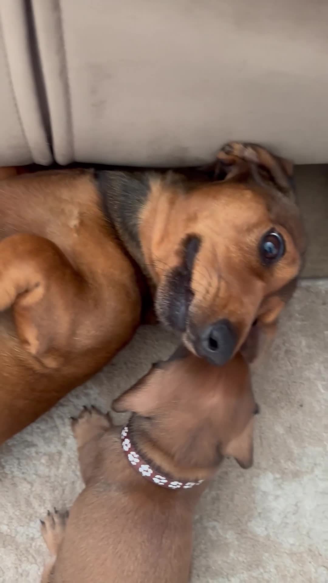 Miniature Dachshund dogs for sale: 3 gorgeous miniature Dachshunds. 🐶 READY TO GO!  - Video 4