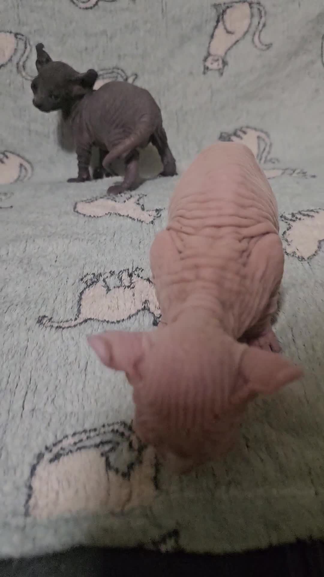 Sphynx cats for sale: From odd eyes father elf shpynx tica pedigree.  - Video 1