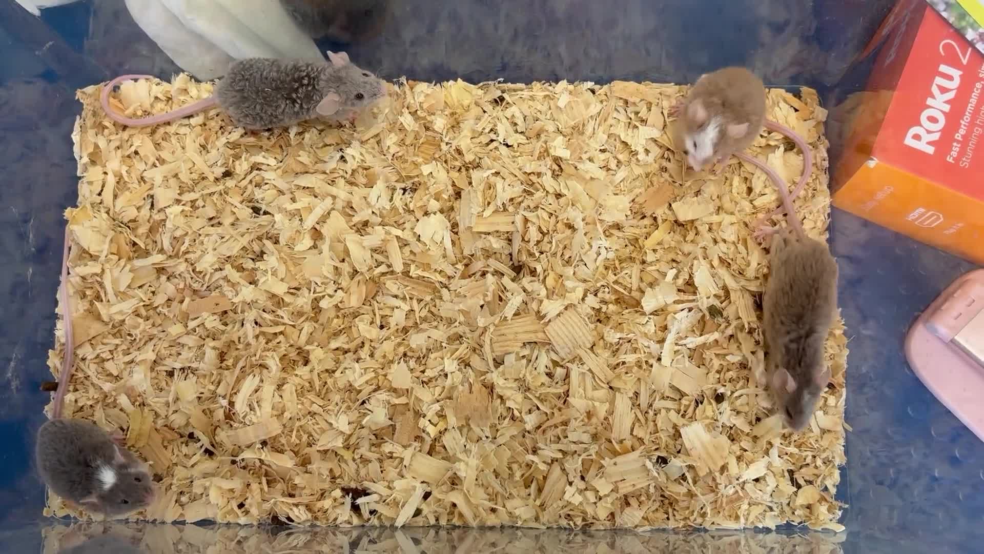 Mouse rodents for sale: Baby female fancy mice  - Video 1