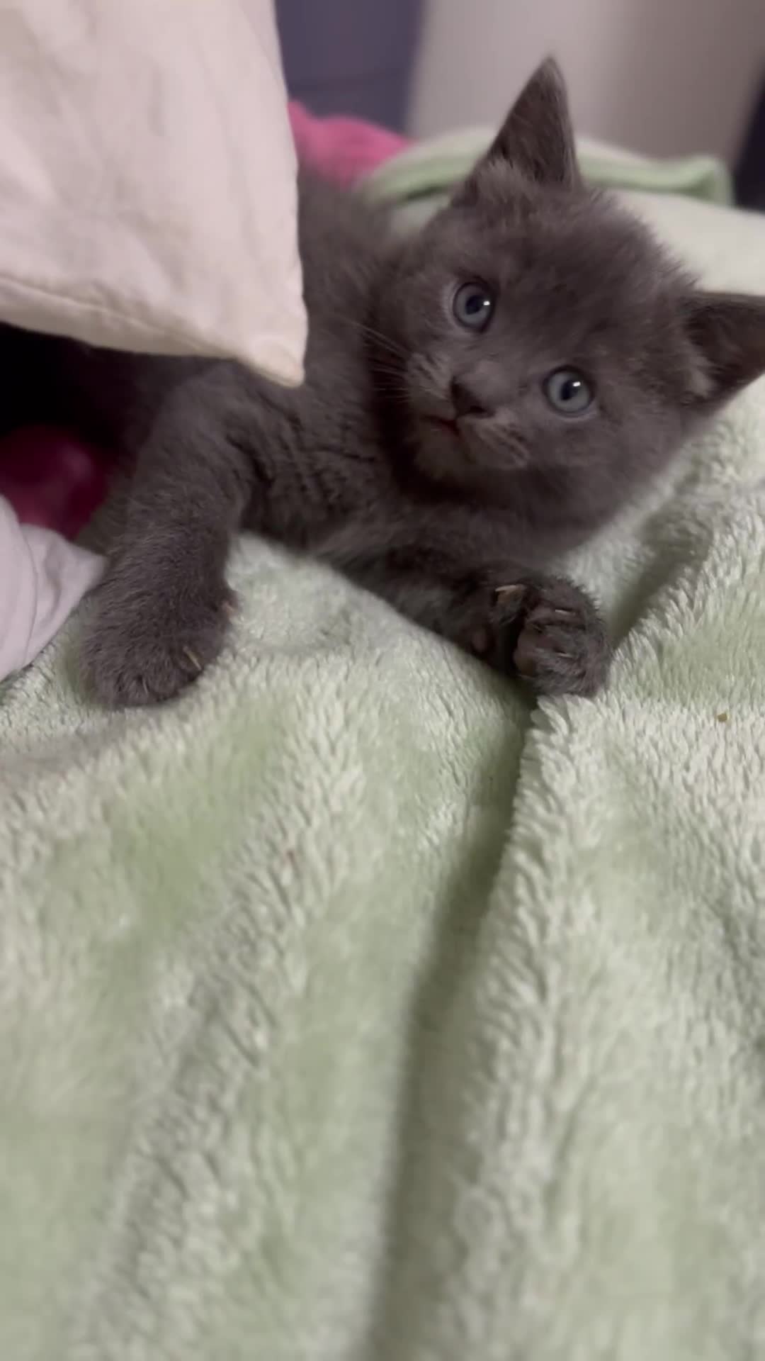 Ragdoll cats for sale: Mix Ragdoll and domestic kittens  - Video 5