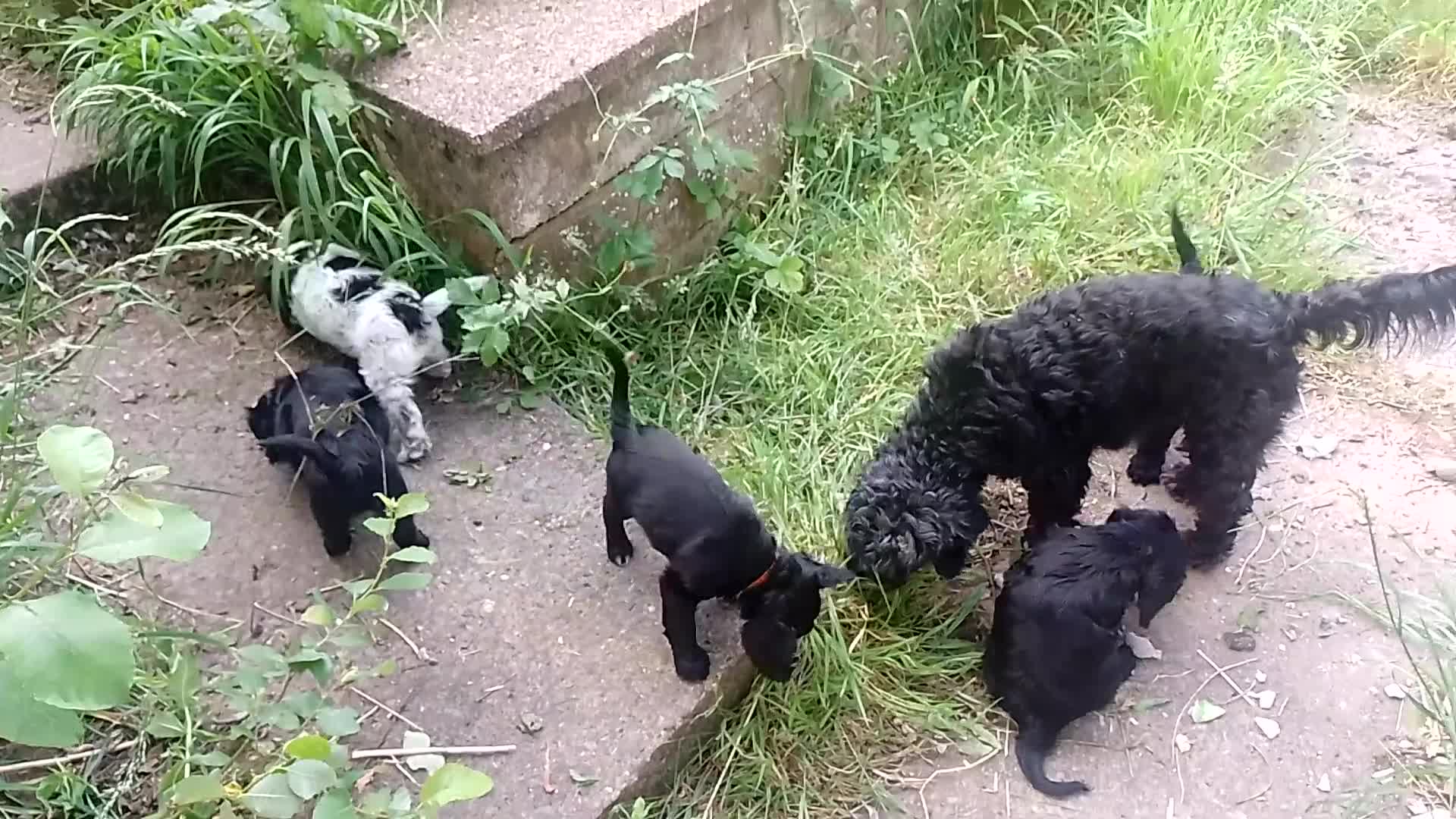 Cockapoo dogs for sale: Black and One black and white Cock a poo for Dale in Cardiff - Video 1