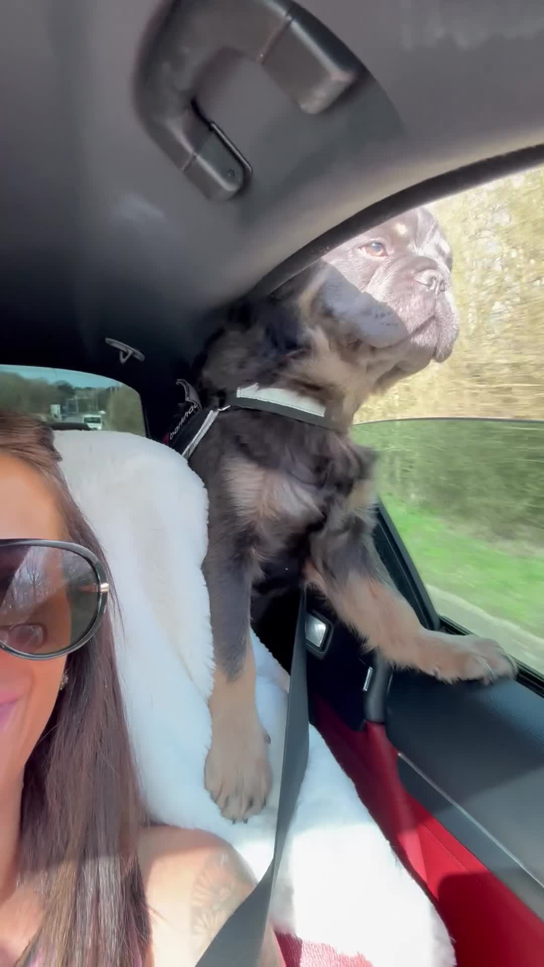 French Bulldog dogs for stud:  **  frenchie STUD in Leamington Spa - Video 2