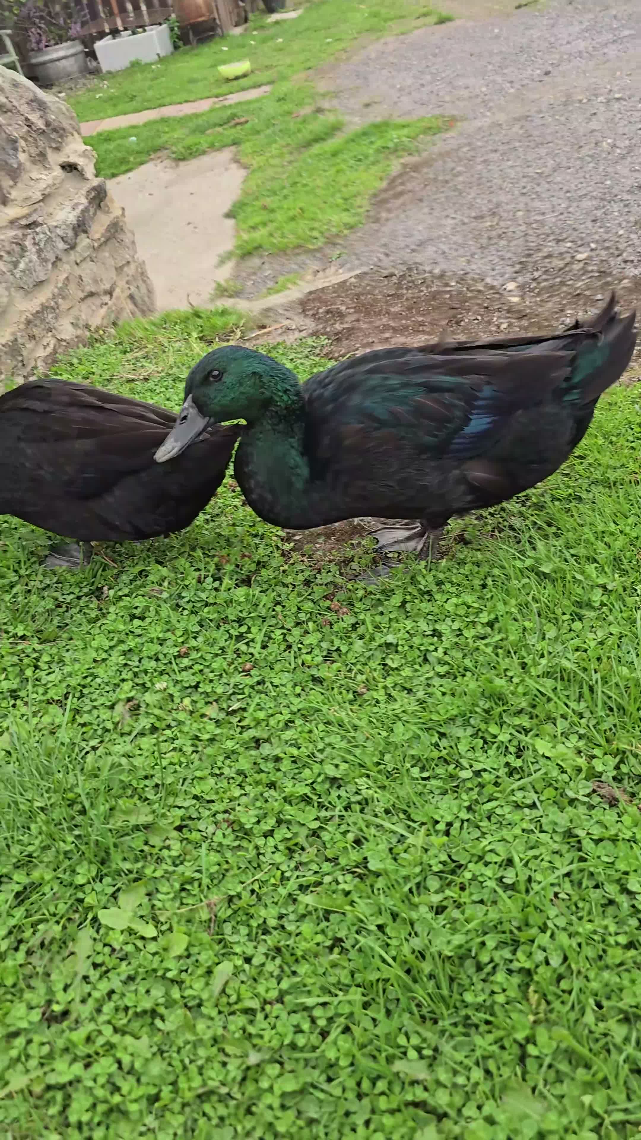 Ducks poultry for sale: Cayuga Ducks in Durham - Video 1