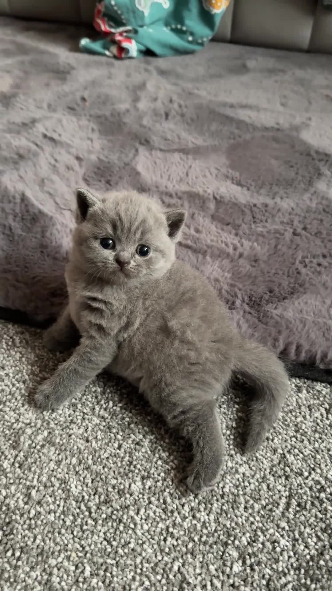 British Shorthair cats for sale: British shorthairs x7 | around oxford  - Video 4