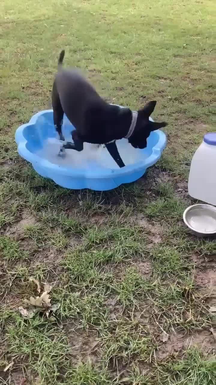 Mixed Breed dogs for adoption: Hollie needs her forever home - Video 1