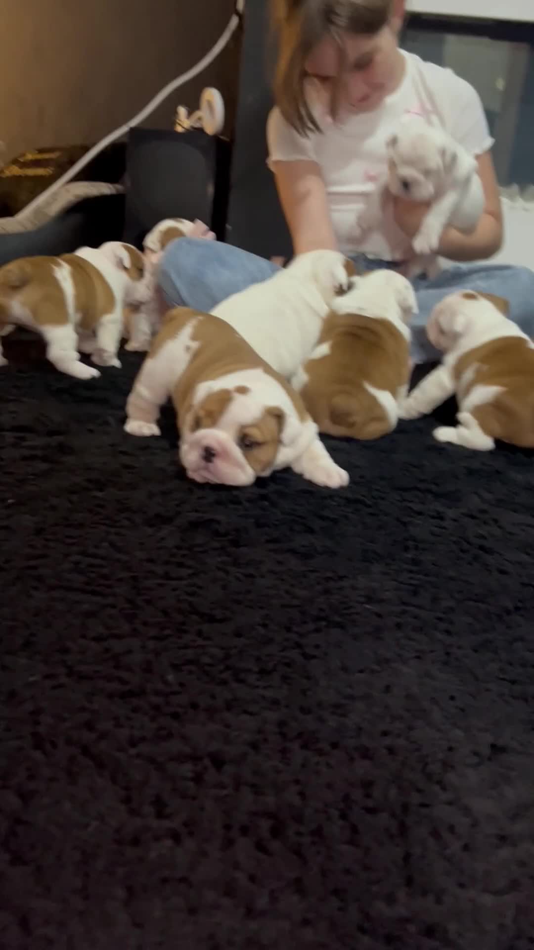 English Bulldog dogs for sale: ⭐ Exceptional Health Tested Parents ONLY 1 💙 left - Video 1
