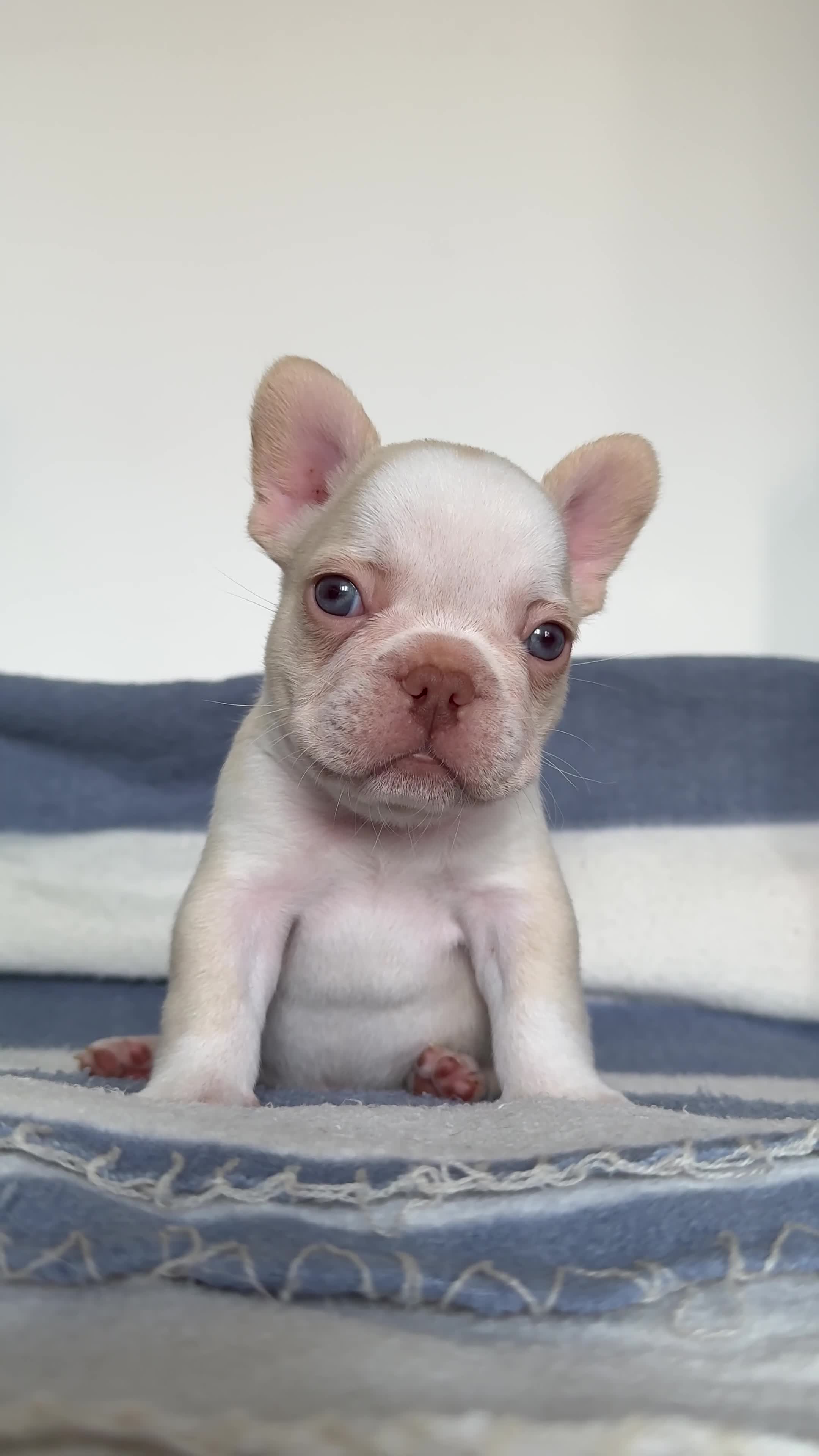 French Bulldog dogs for sale: Hikema X Cheeko (French bulldogs) - Video 4