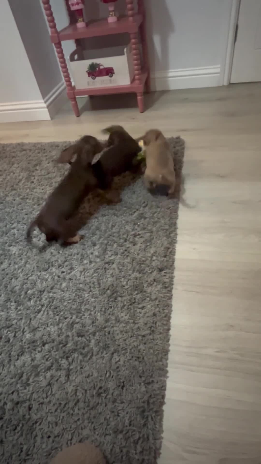 Miniature Dachshund dogs for sale: Last Isabella boy mini dachshund REDUCED  - Video 1