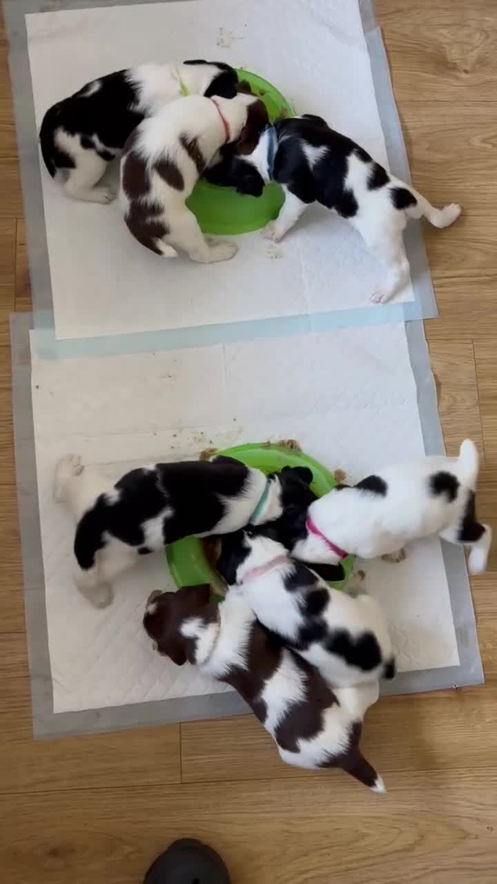 English Springer Spaniel dogs for sale: Beautiful KC Reg ESS Ready to Home. Only One Left! in Thirsk - Video 4