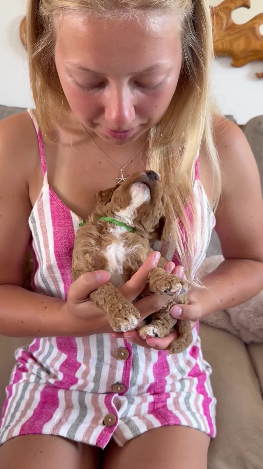 Mini Goldendoodle dogs for sale: EXCEPTIONAL AUSTRALIAN DOODLES 🐾 HEALTH TESTED🐾  - Video 1