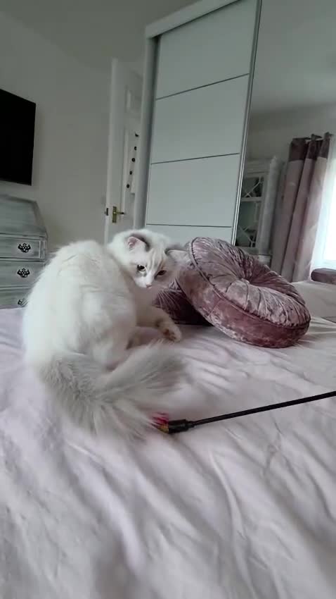 Ragdoll cats for sale:  TICA Ragdoll female - Video 1