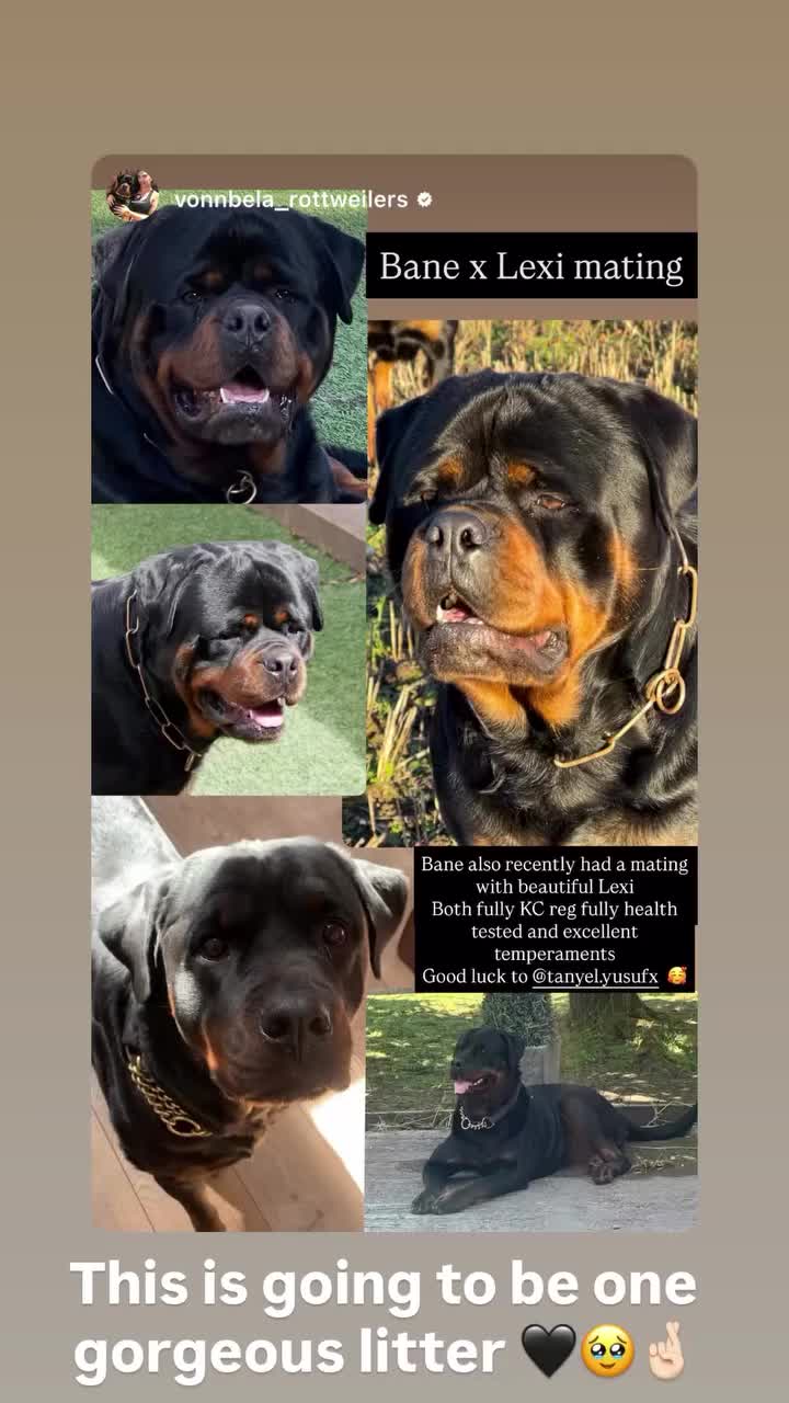 Rottweiler dogs for sale: KC Registered Rottweiler Puppies - Video 1