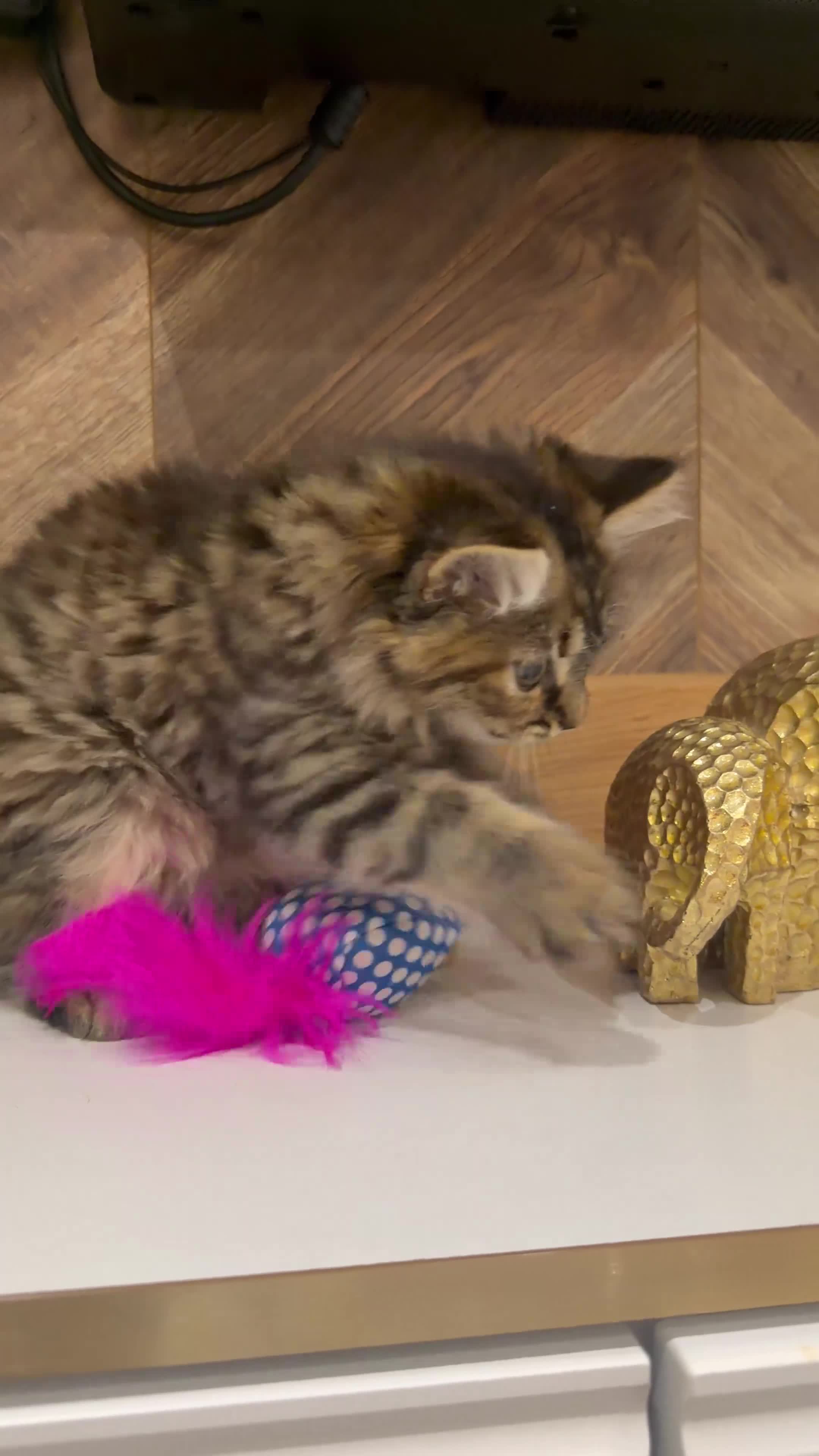 British Shorthair cats for sale: Maine coon Mix golden British short hair in London - Video 1