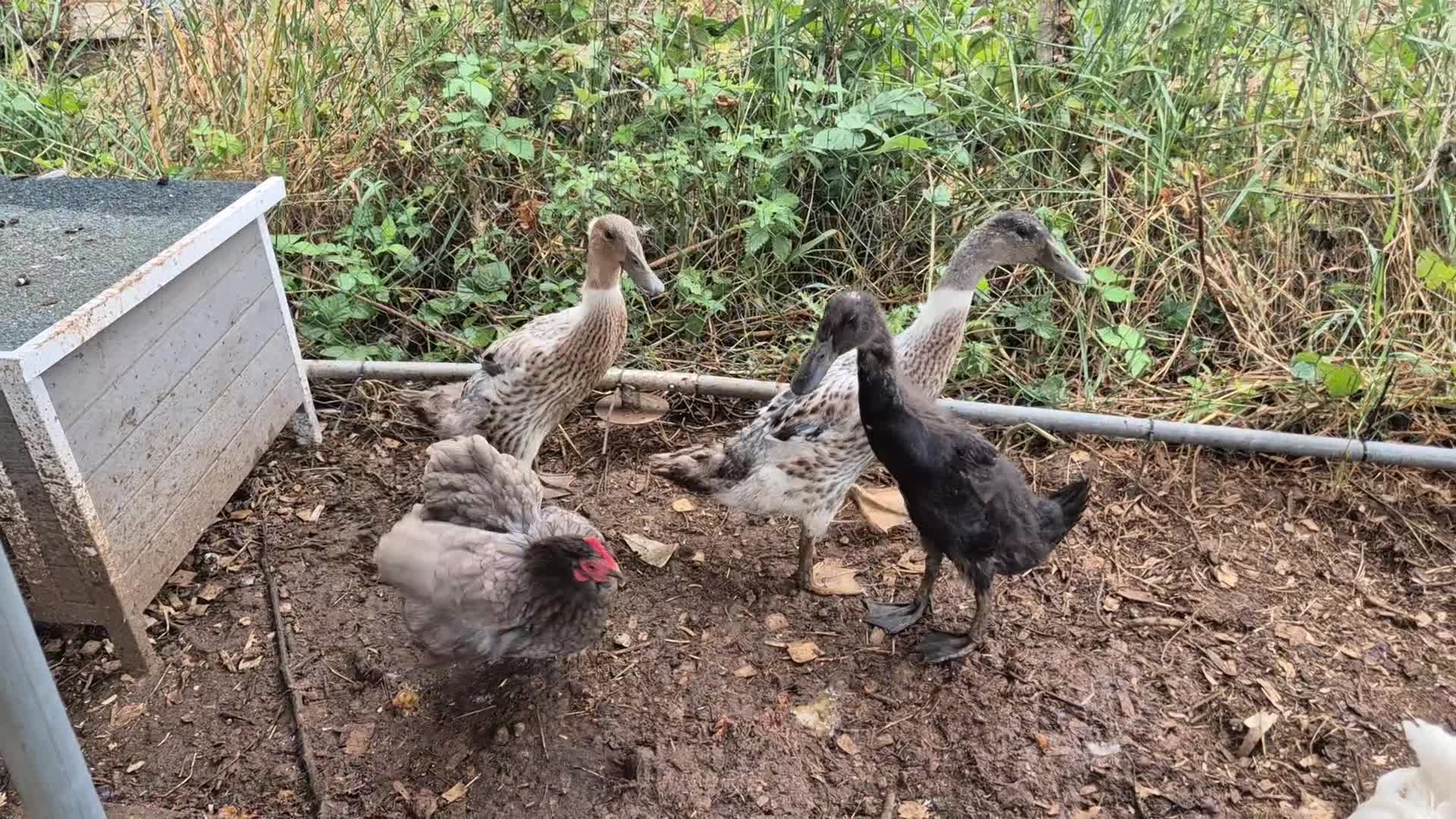 Ducks poultry for sale: Runner ducklings - Video 2